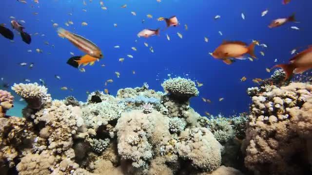 ماهی آکواریومی و صخره مرجانی | موسیقی آرامش بخش برای خواب، مطالعه، مدیتیشن و یوگا 3 ساعت