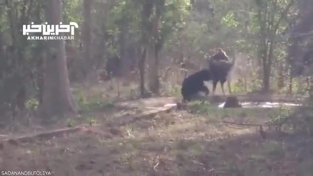 حمله خرس ها به دیگر موجودات