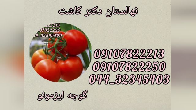 فروش عمده بذر گوجه ایزمونو