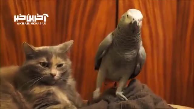 قلدر بازی جالب و باورنکردنی یک طوطی برای گربه مظلوم