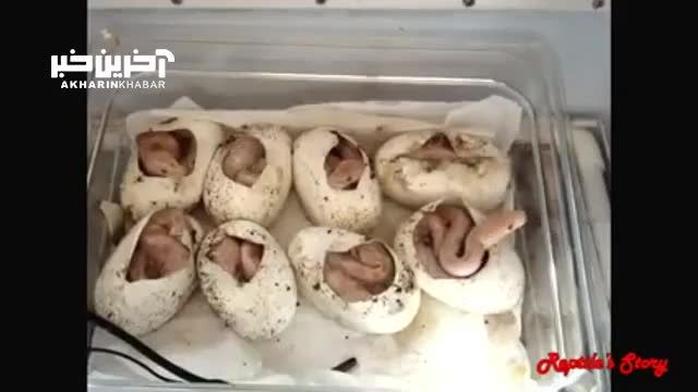 فرآیند تخم‌ گذاری مار پیتون برمه‌ ای | ویدئو