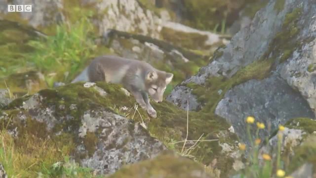 ویدیویی از نجات روباه قطبی را ببینید!