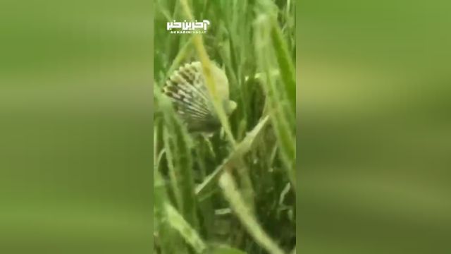 ویدئویی از شنا کردن صدف در داخل آب
