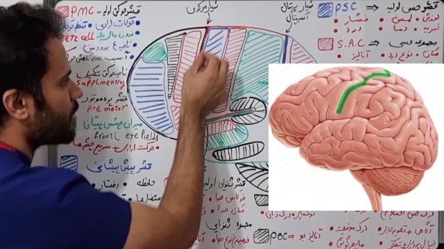 بررسی قسمت های مختلف کورتکس مغز و عملکرد آنها