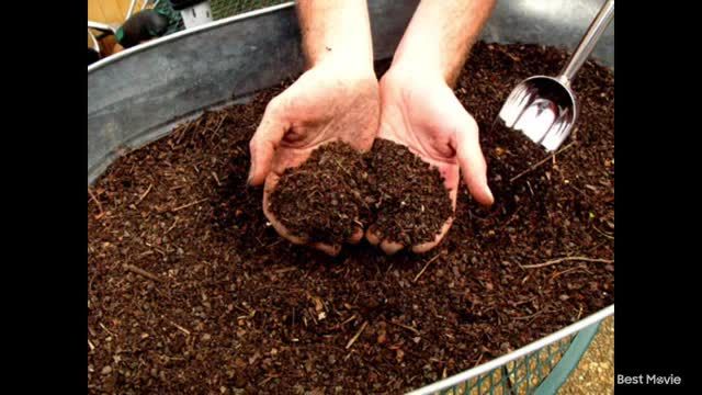 آموزش کاشت انگور در گلدان بصورت حرفه‌ ای و خاک مناسب برای برداشت عالی