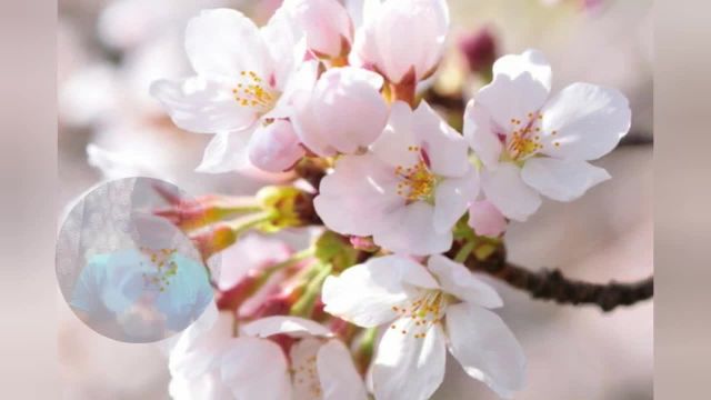 چطور از ریختن شکوفه های درخت گیلاس جلوگیری کنیم؟