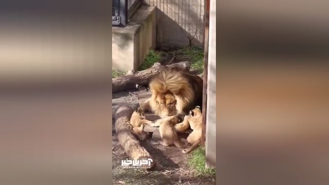 در این ویدئوی جالب و احساسی بازی توله شیرها با پدرشان را می بینید