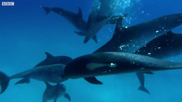 جنگ دلفین ها را در این ویدیو ببینید!