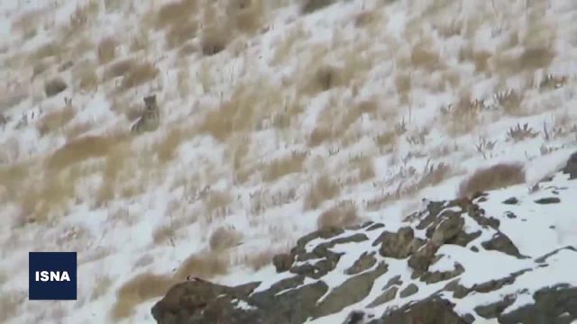 تماشای یک قلاده پلنگ در منطقه حفاظت شده البرز: فیلم هیجان انگیز