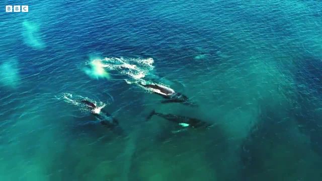 آیا نهنگ‌ های عنبر ستاره‌ های پاپ اقیانوس هستند؟