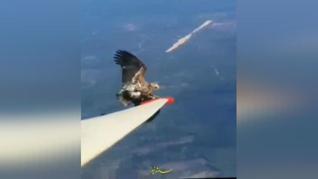 تلاش عقاب برای نشستن روی بال هواپیما