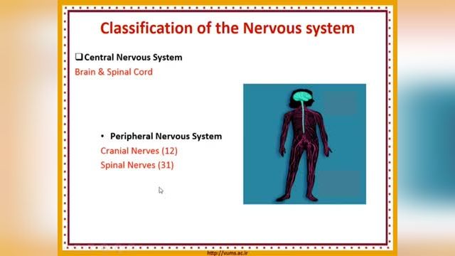 آناتومی سیستم عصبی (Nervous system) | آموزش آناتومی عمومی | جلسه ششم (1)