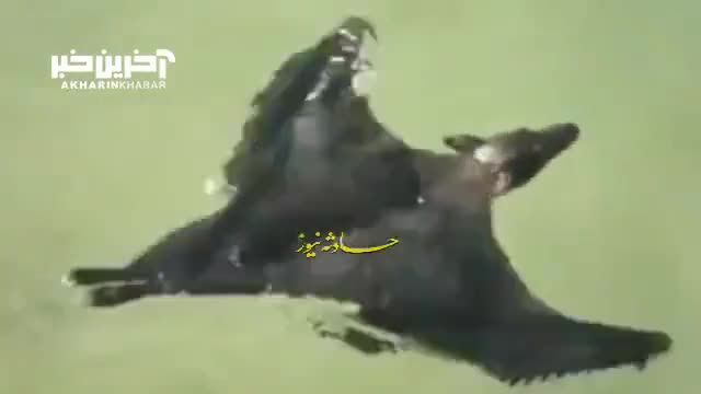 تصاویری تماشایی از شنا کردن خفاش در رودخانه