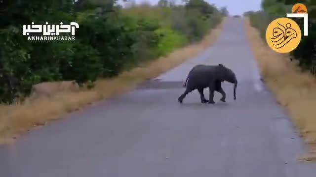 اتفاق نادر در حیات وحش؛ شیر نر به دنبال شکار فیل کوچولو
