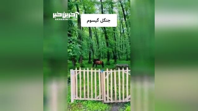 5 تا از زیباترین جنگل های شمال ایران