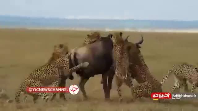 شکار گوزن یالدار توسط یوزپلنگ‌ها |  ویدیو