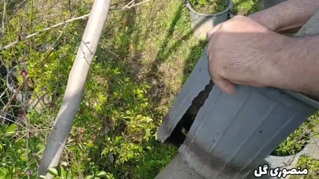 طریقه گرفتن ریشه هوایی از درخت انجیر