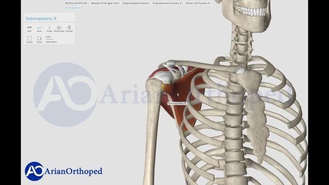آناتومی عضلات روتاتورکاف شانه |  عضلات ترس مینور، سوپرااسپیناتوس، ساب اسکاپولاریس و اینفرااسپیناتوس