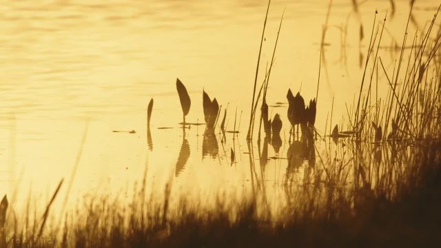 صدای واقعی از ساکنان مرداب | صدای پرندگان، حشرات و صدای قورباغه + طلوع آفتاب طلایی