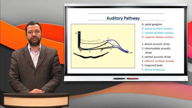 آموزش جامع و کامل نوروآناتومی | جلسه شانزدهم | مسیر شنوایی (Auditory Pathway)