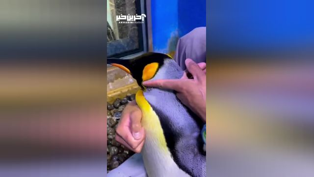 تراکم پر پنگوئن ها برای محافظت در مقابل سرما