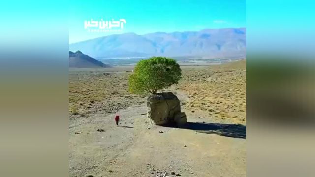 رویش درخت از دل تخته سنگ؛ معجزه طبیعتی در فارس