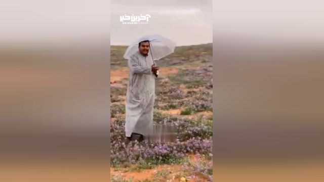 شگفتی در عربستان: بیابان‌های سرسبز شده!