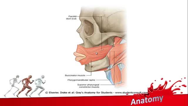 عضلات صورت (Facial muscles) | آموزش جامع علوم تشریح آناتومی سر و گردن | جلسه یازدهم (4)