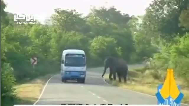 درخواست یک فیل از خودروها برای نجات فرزندش