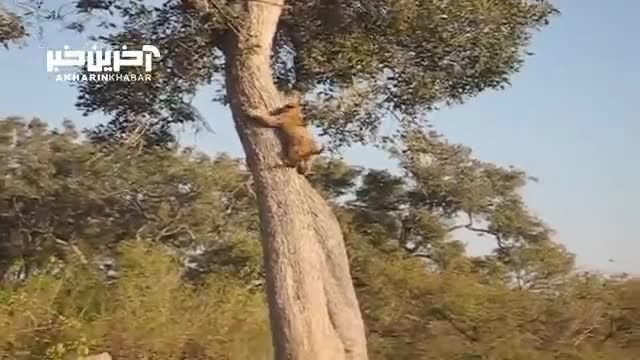 مهارت فوق‌العاده یک شیر در بالا و پایین رفتن از درخت (فیلم)