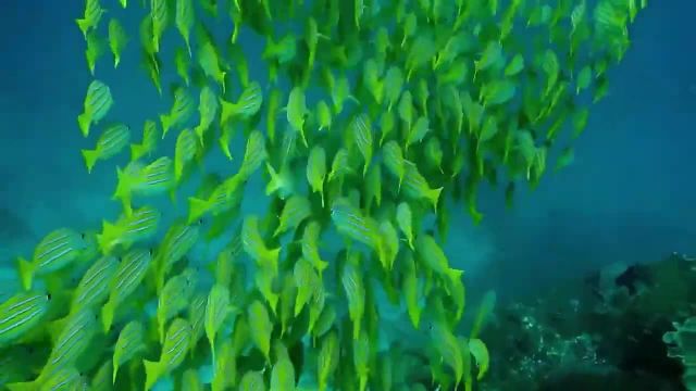 ویدیو طبیعت مخصوص وضعیت واتس اپ | دنیای زیر آب کوتاه 30 ثانیه ای