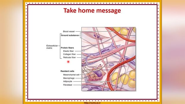 بافت همبند (Connective tissue) | آموزش جامع و کامل بافت شناسی عمومی | جلسه ششم (6)