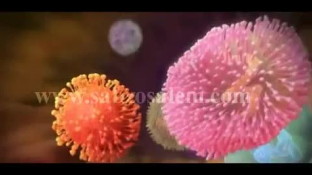 ویروس زیکا و خطرات آن و پشه کوچک و دردسرهای بزرگ