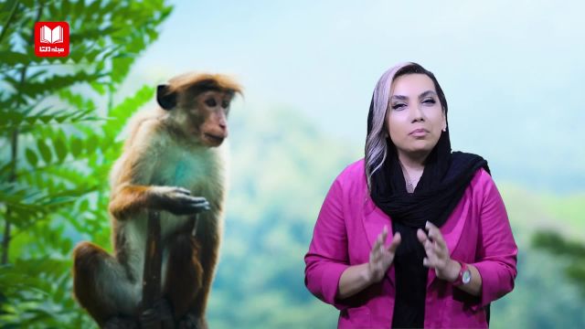 هفت روش غلبه بر میمون درونتان که باعث تنبلی می‌شود!