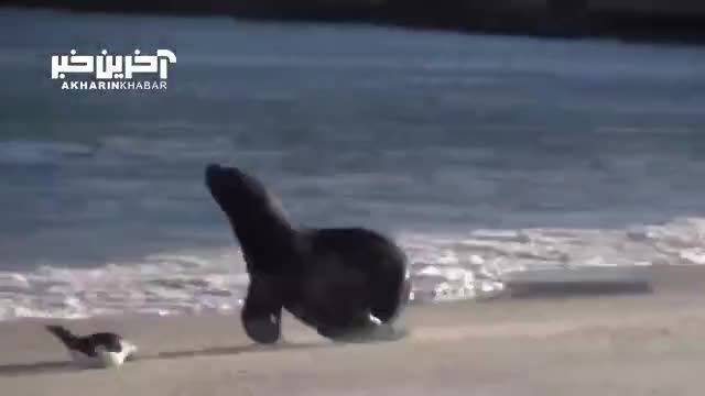 لحظه شکار پنگوئن در خشکی توسط شیر دریایی
