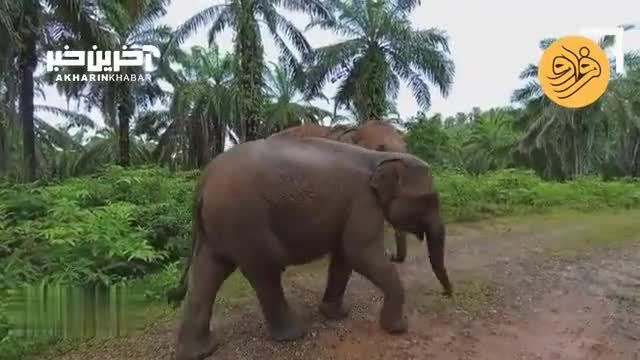 اولین گام‌ های فیل سوماترایی تازه متولد شده