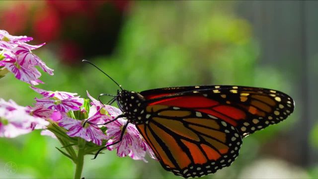 طبیعت دل انگیز بهاری با پروانه های رنگارنگ را حتما ببینید!