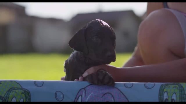 ویدیویی از حمام توله سگ ها که حتما باید ببینید!