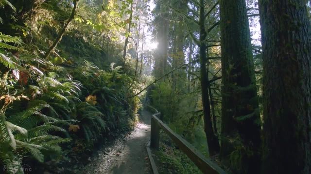 پیاده‌ روی در جنگل‌ های بارانی با صداهای طبیعت