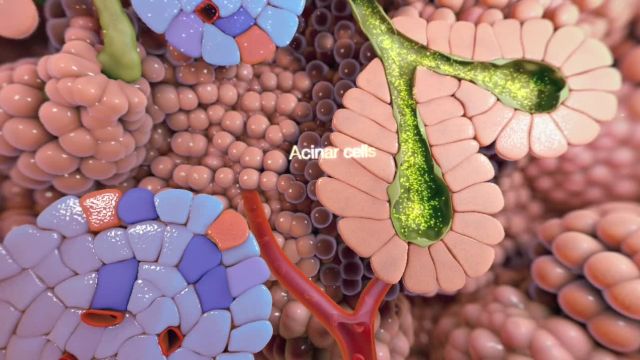 انیمیشن سلول های غدد درون ریز 360 درجه (نمونه نمایشی) | ویدیو