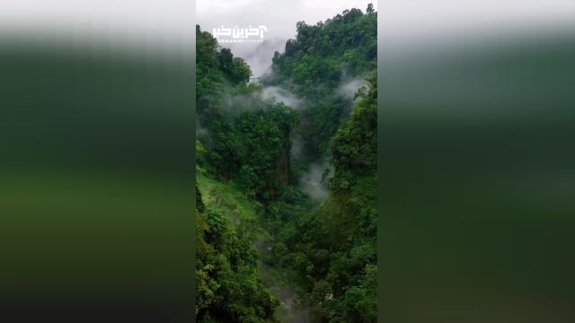 تصاویری زیبا از جنگل های اندونزی