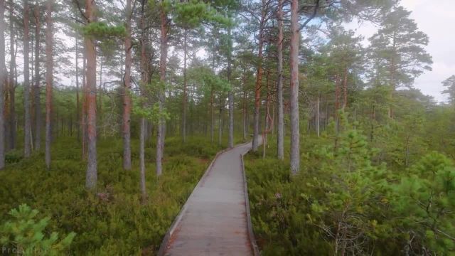 پیاده روی مجازی در پارک ملی لاهما، استونی | 4 ساعت پیاده روی در جنگل با صداهای واقعی