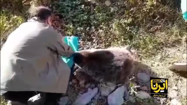 ویدئوی زنده گیری خرس مهاجم در شهرستان هوراند