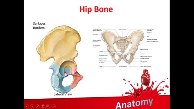 استخوان ها و مفاصل اندام تحتانی | آموزش علوم تشریح (آناتومی) اسکلتی - عضلانی | جلسه سی ام