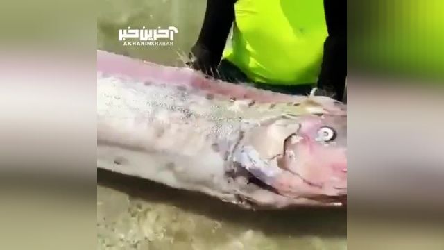 ویدئویی از کشف یک جانور عجیب در آبهای مکزیک