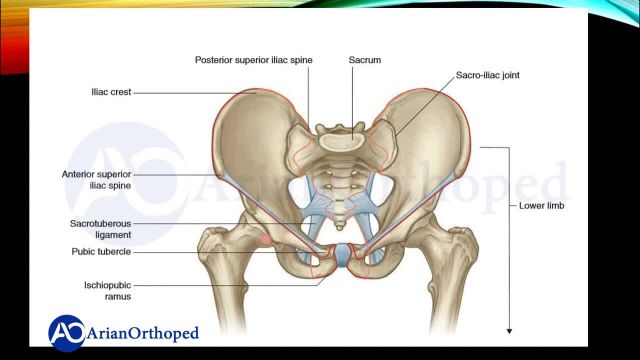 آناتومی استخوان لگن | استخوان های پلویس، ساکروم و فمور یا استخوان ران
