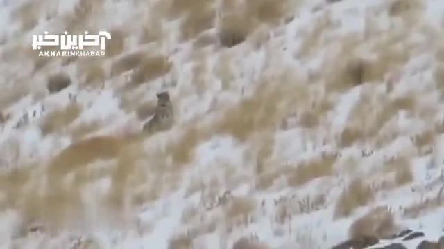 جذابیت وحشتناک: مشاهده قلاده پلنگ در منطقه حفاظت شده البرز