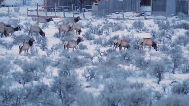 زمستان در واشنگتن شرقی | ویدیوی آرامش بخش طبیعت با موسیقی و صداهای طبیعت