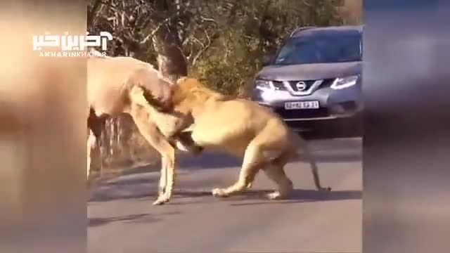 شکار گوزن توسط شیر نر در وسط جاده