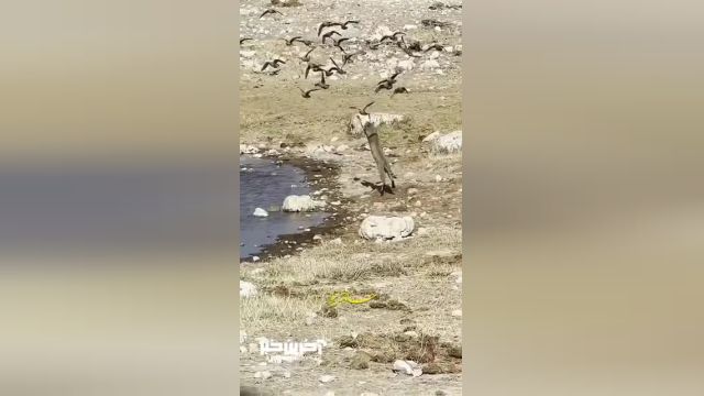 شکار حرفه‌ای پرنده در حال پرواز توسط یک گربه